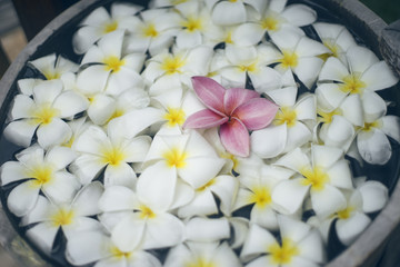Obraz na płótnie Canvas close up of pink franjipani plumeria flower floating among white flower on water in wooden basin at thai spa,selective focus,filtered image
