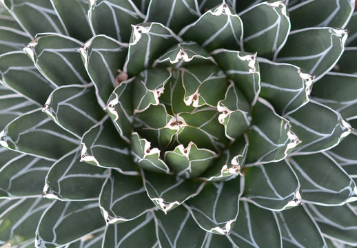 top view of  agave plant