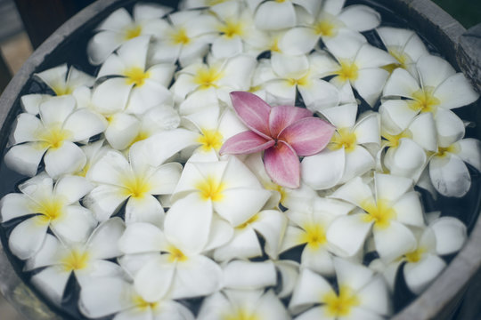 Kalachuchi Images – Browse 59 Stock Photos, Vectors, and Video | Adobe ...