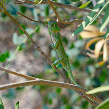 Chameleon climbing in a tree