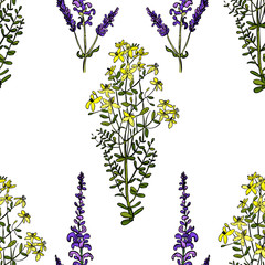 Seamless pattern with flowers of sage and St. John's wort