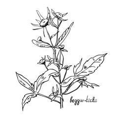 Monochrome image beggarticks herb