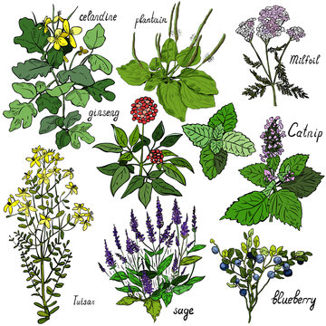 Set of vector images of medicinal plants