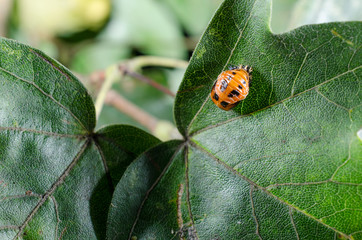 Käferlarve (asiatischer Marienkäfer)