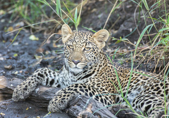 Leopard cub