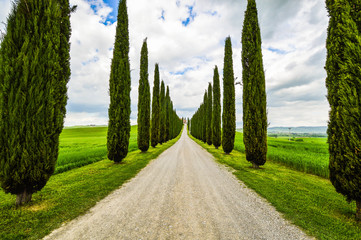 Tree lined road, Val D'Orcia, Siena, Tuscany, Italy - obrazy, fototapety, plakaty