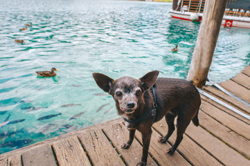 Dog standing on the dock