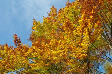 Autumn forest detail