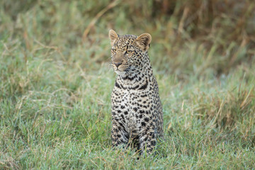 Leopard cub