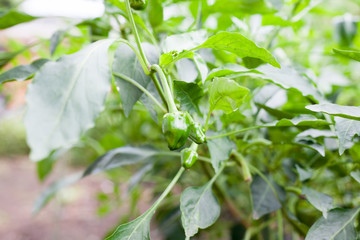 Young green bell peppers on farm