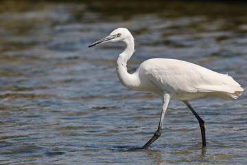 Little Egret in river, Egretta garzetta