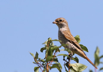 Red backed Shrike, Lanius collurio