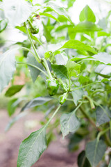 Young green bell peppers on farm