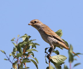 Red backed Shrike, Lanius collurio