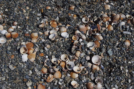 Muscheln am Strand von Andalusien