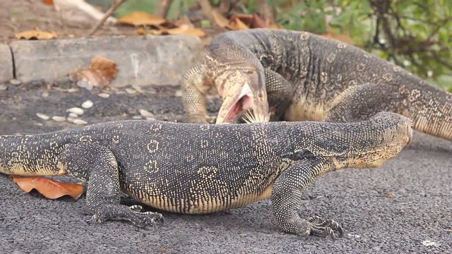Water monitors eating fish
