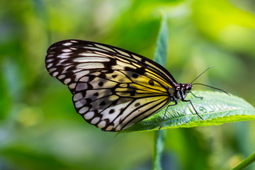 Large tree nymph