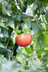 Red fresh tomato on the farm