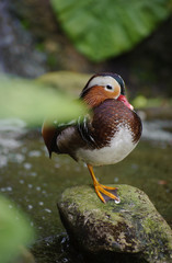 Mandarin duck bird resting on a rock in the wild..