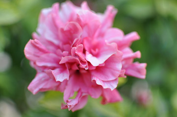 Blooming tree with pink flowers in soft focus. Beautiful flowers background.