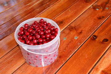Plastic bucket with freshly collected ripe cherries on the wooden table in the summer garden