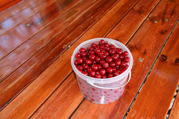 Plastic bucket with freshly collected ripe cherries on the wooden table in the summer garden
