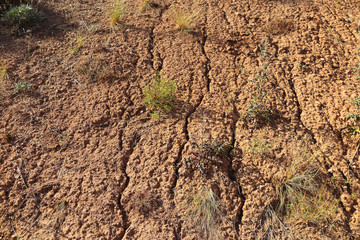 Deeply cracked red clay hill slope with a scarce vegetation
