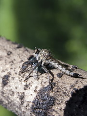 Robber fly (Diptera) with a prey fly sitting on burnt trunk