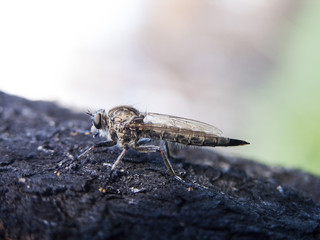 Robber fly (Diptera) sitting on burnt trunk