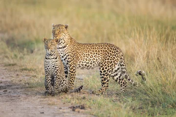 Foto auf Acrylglas Leoparden- und Leopardenjunges © Alexey Osokin