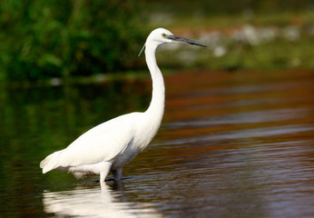 Naklejka premium Little egret (Egretta garzetta), Sole bird standing in water