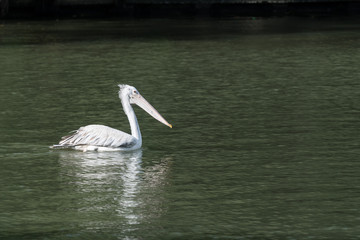 Asian openbill Bird in Lake