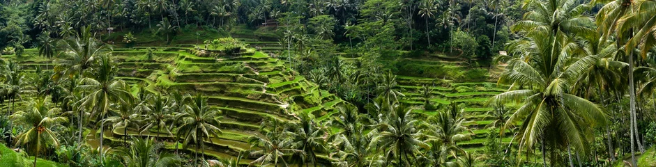 Foto op Plexiglas Rijstterrassen van Tegalalang, Bali, Indonesië © Suzanne Plumette
