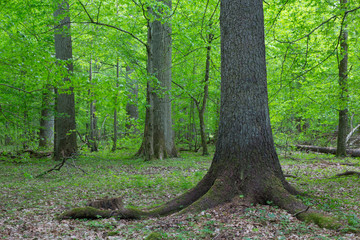 Old oaks in autumnal stand