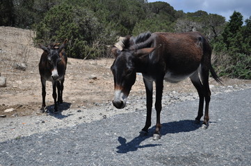 Donkey of Northern Cyprus. Beautiful portrait of a donkey. Karpasia peninsula - the protected zone. Donkey on the background of the road. Wild donkey against the sky.