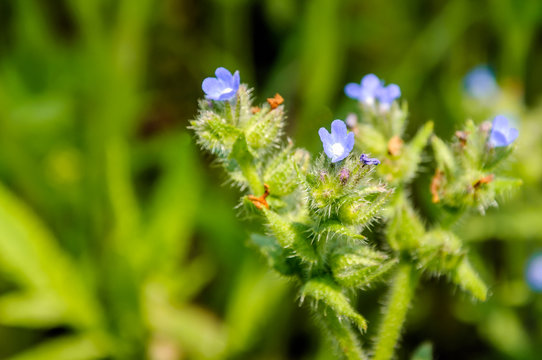 รูปภาพAnchusa เลือกดูภาพถ่ายสต็อก เวกเตอร์ และวิดีโอ536 Adobe Stock