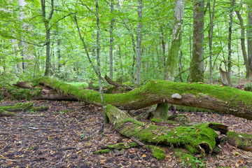 Old spruce tree broken lying