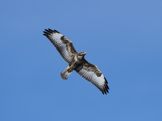 Common buzzard (Buteo buteo)