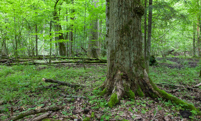 Monumental oak tree of Bialowieza Forest