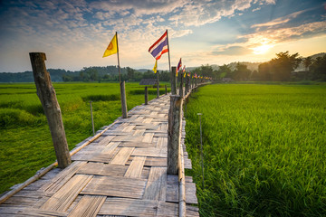 Fototapeta na wymiar Rural Green rice fields and bamboo bridge. Place name Sutongpe B