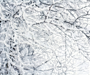 Branches tree with frozen ice crystals (hoarfrost)