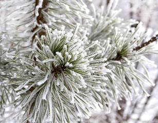  Branch of pine with needles covered in hoarfrost