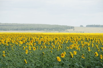 sunflowers