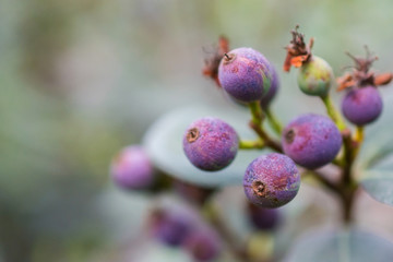 macro detail of green and purple berries of a tropical plant