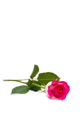 Rose on white background with space for text