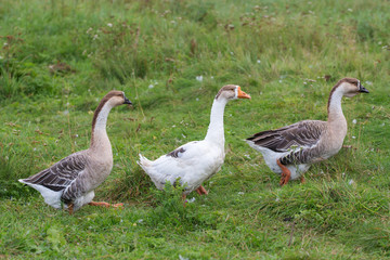 Obraz na płótnie Canvas Three geese walk on grass