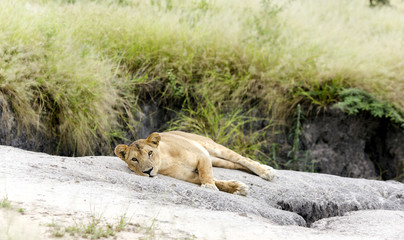 Lovely lioness resting on the warm stone in the savannah at a park Tarangire, Tanzania