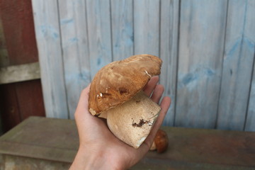 holding a large mushroom. Borovik