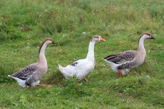 Three geese walk on grass