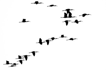 Flock of White-faced Ibis Silhouetted on a White Background